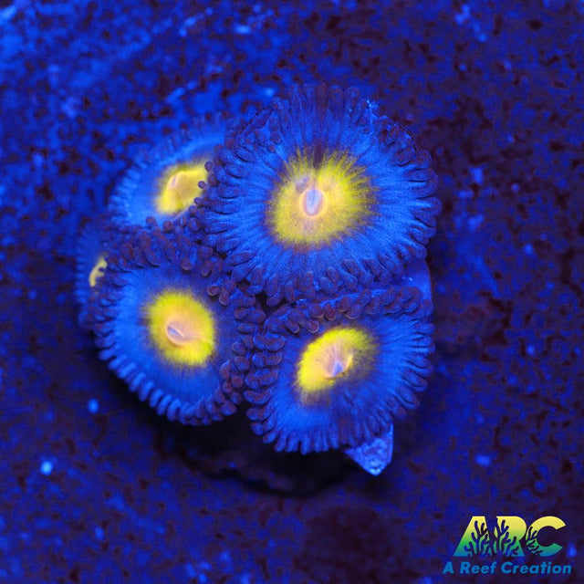 WWC AOI Zoas