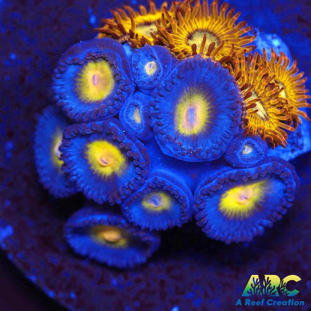 WWC AOI and Pikachu Zoas