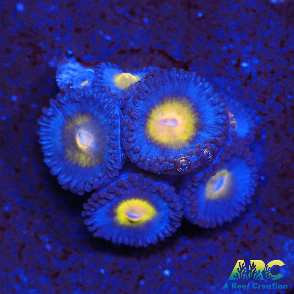 WWC AOI Zoas