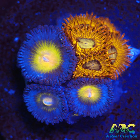 WWC AOI and Pikachu Zoas