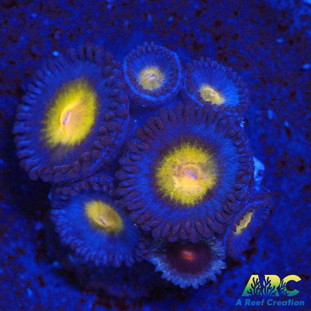 WWC AOI Zoas