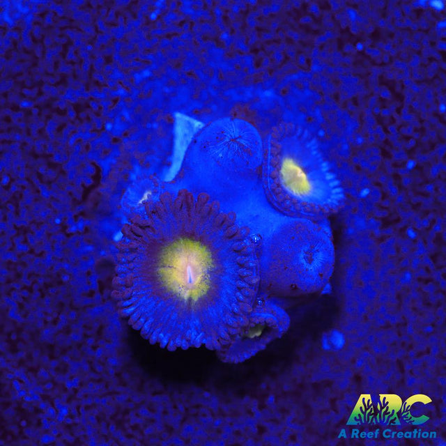 WWC AOI Zoas