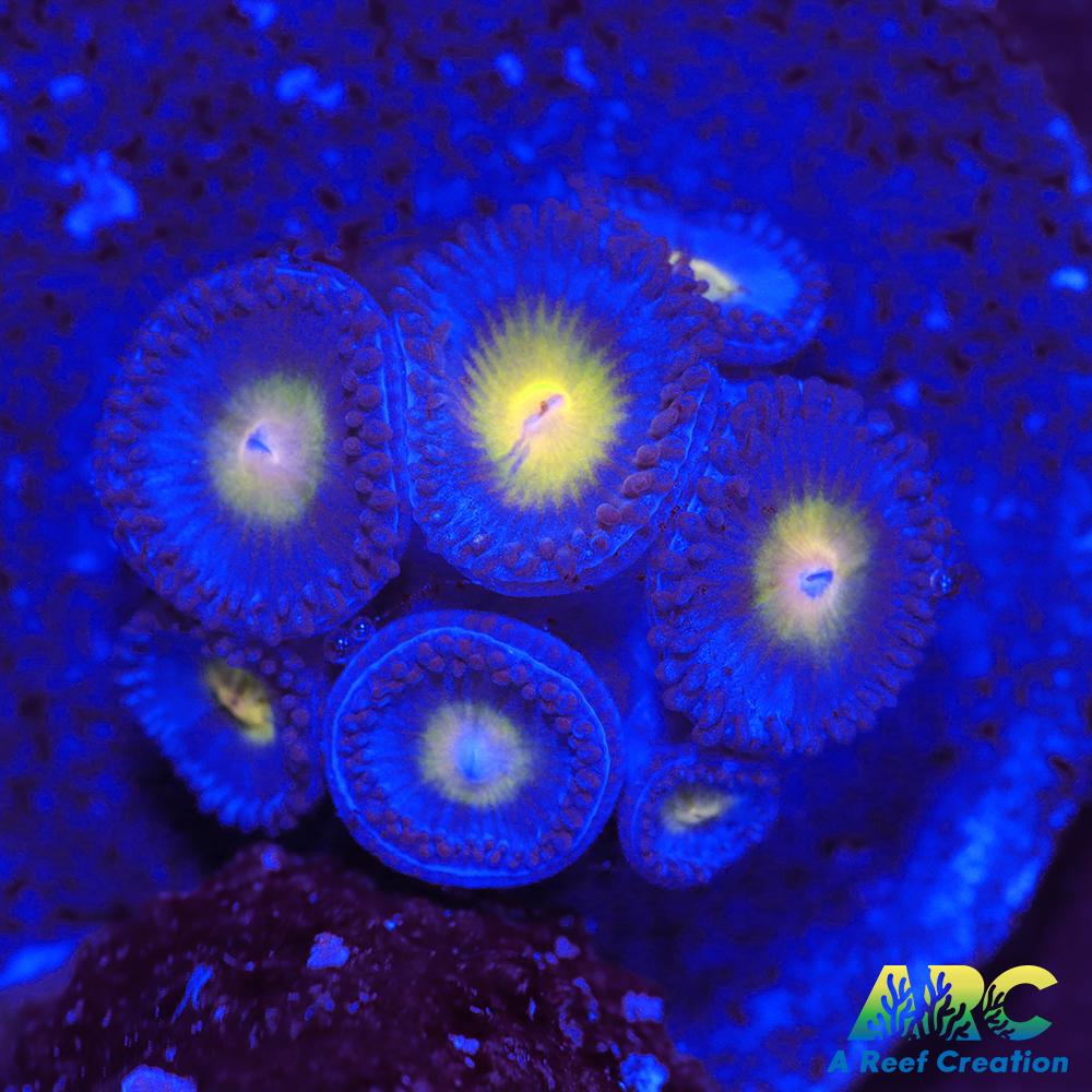 WWC AOI Zoas