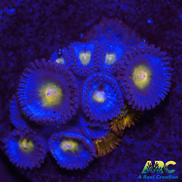 WWC AOI Zoas