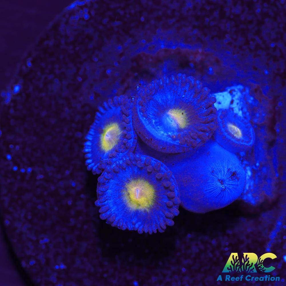 WWC AOI Zoas