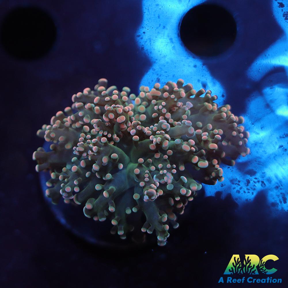 ARC Ultra Frogspawn