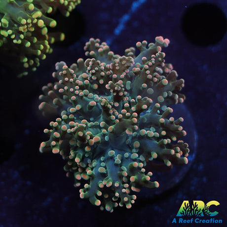 ARC Ultra Frogspawn
