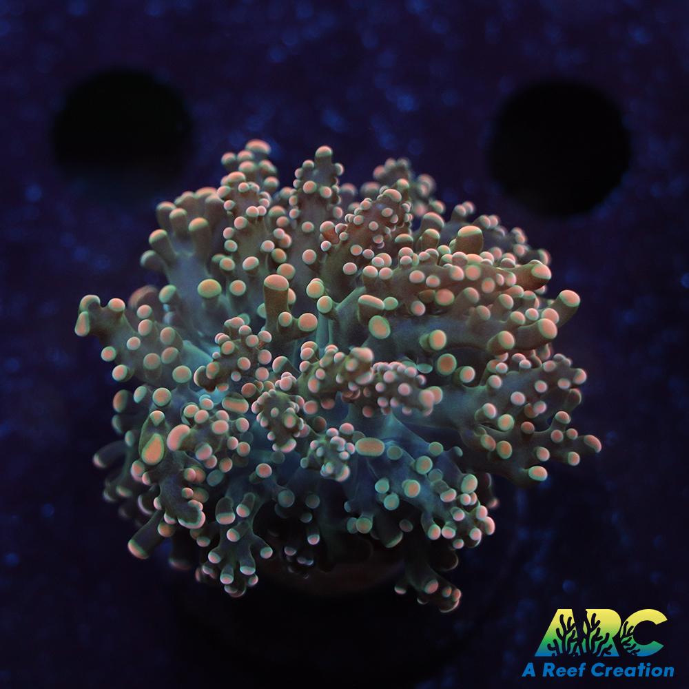 ARC Ultra Frogspawn