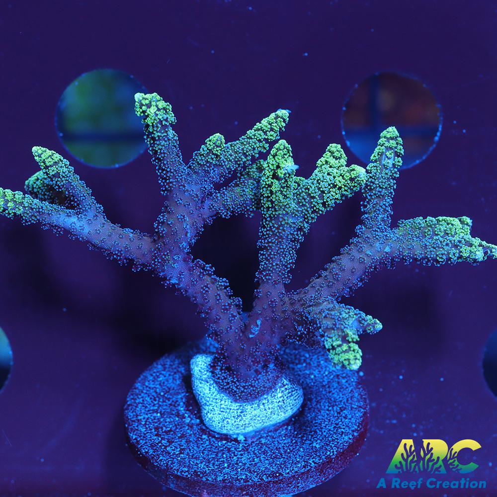 Neon Birdsnest