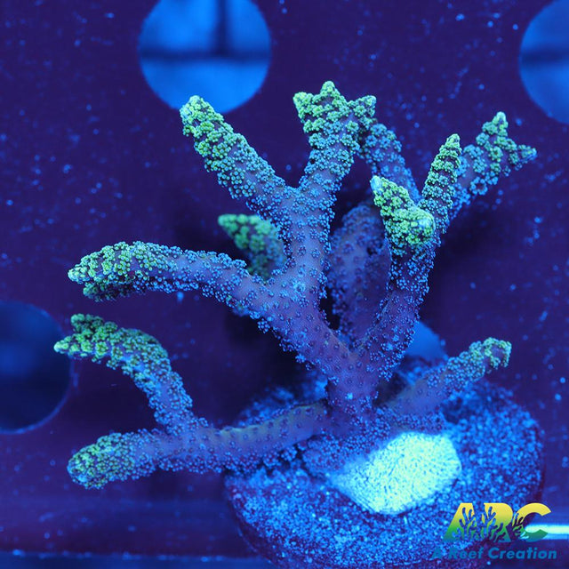 Neon Birdsnest
