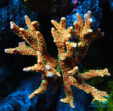 RRC Tropicana Anacropora