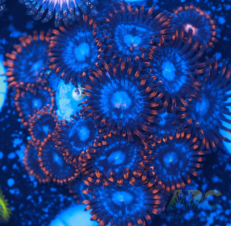Fire and Ice Zoas