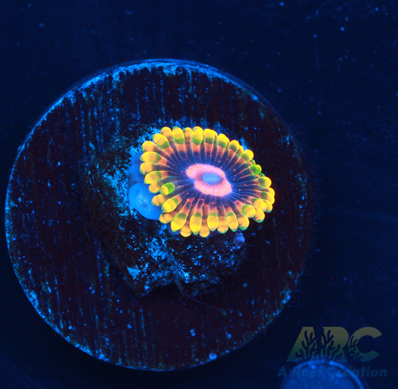 CC Mindtrick Zoa – A Reef Creation