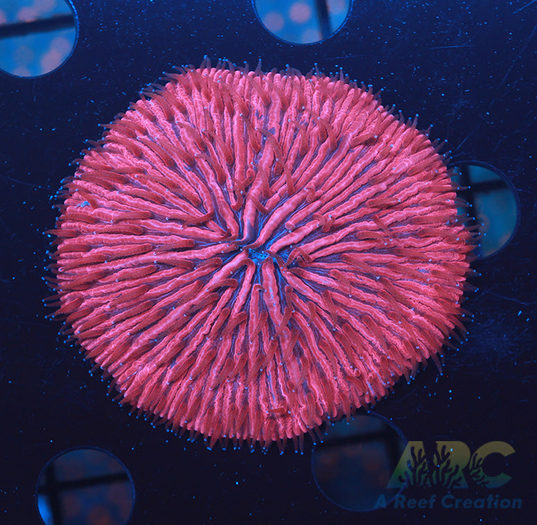 Red Plate Coral