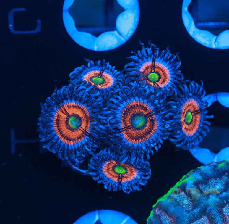Gobstoppers Zoas