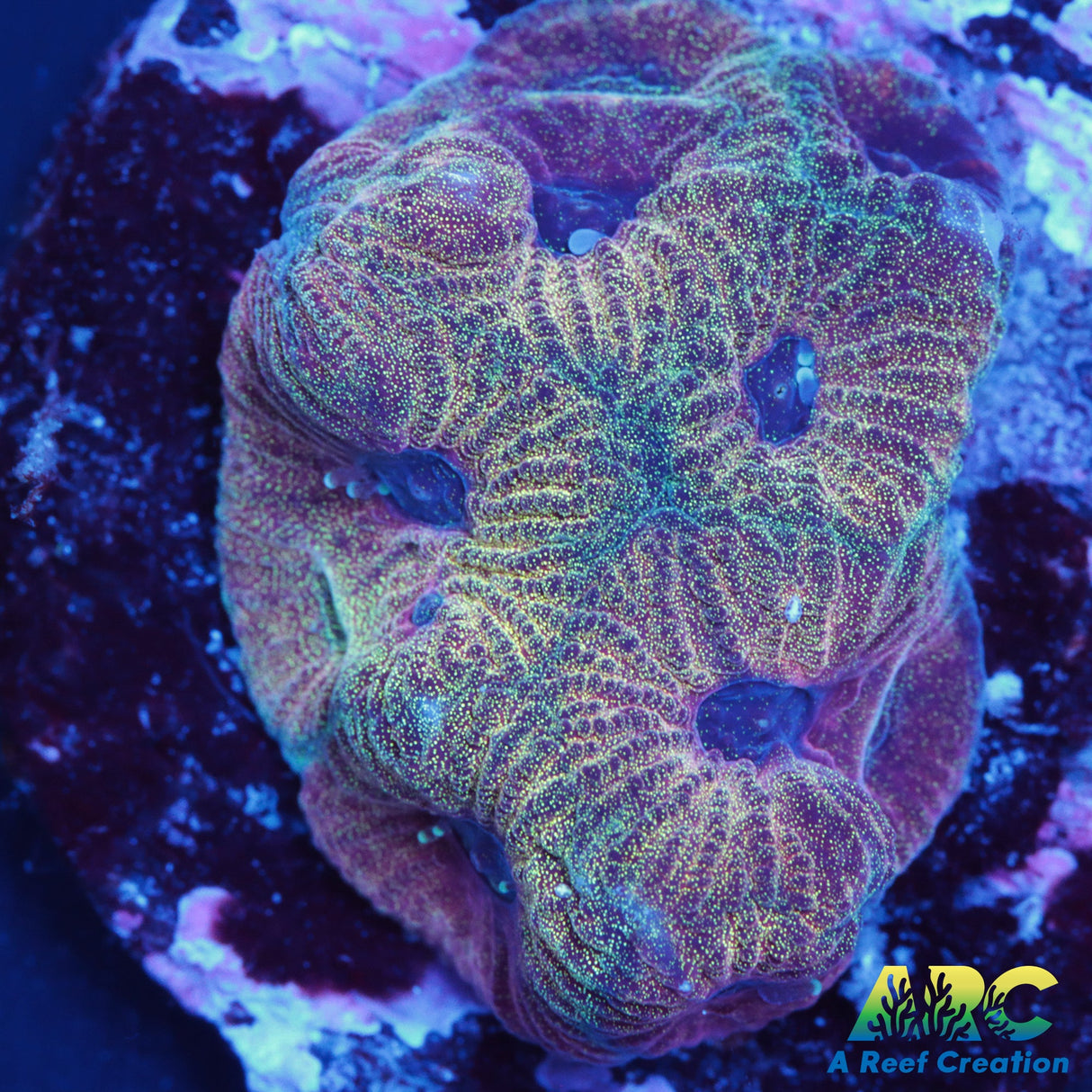 Golden War Coral