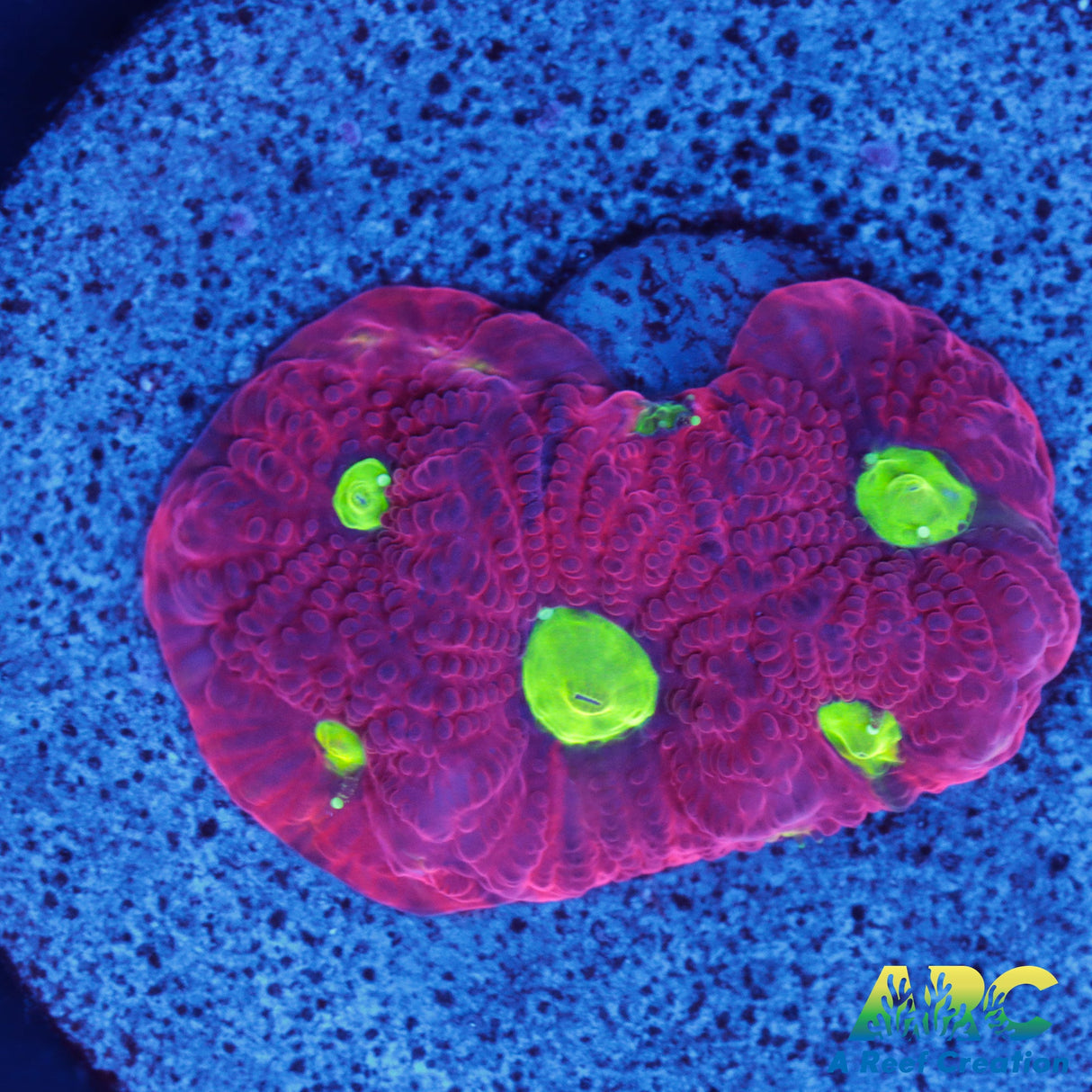 Bi-Color War Coral