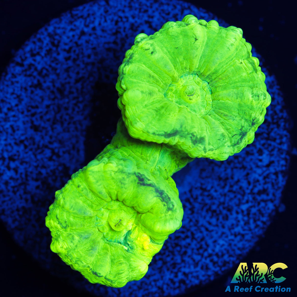 Kryptonite Candy Coral