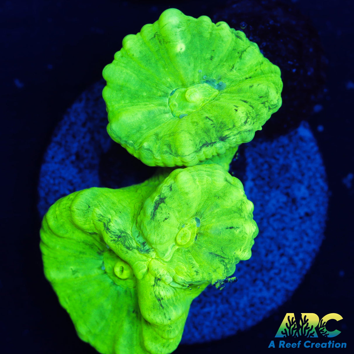 Kryptonite Candy Coral