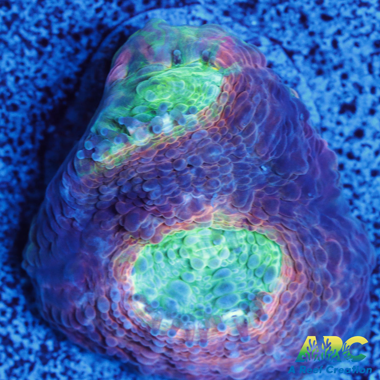 ARC Rainbow Acan Echinata