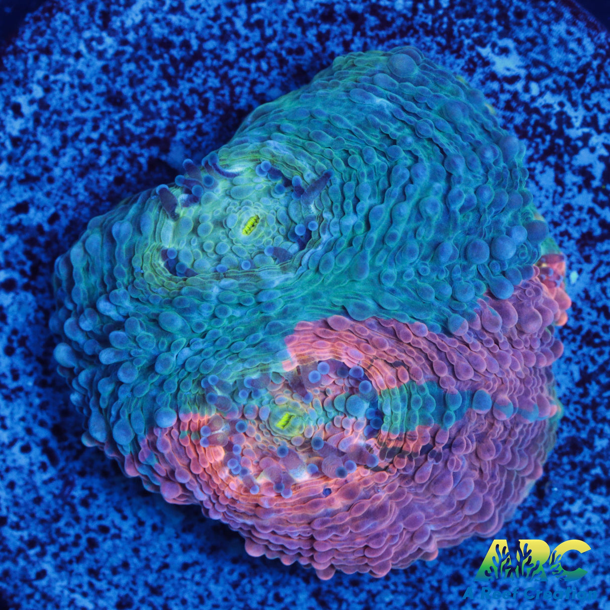 ARC Rainbow Acan Echinata