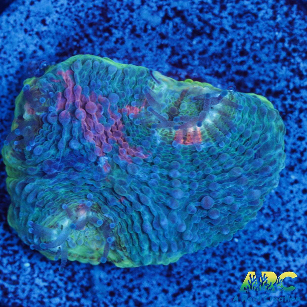 ARC Rainbow Acan Echinata