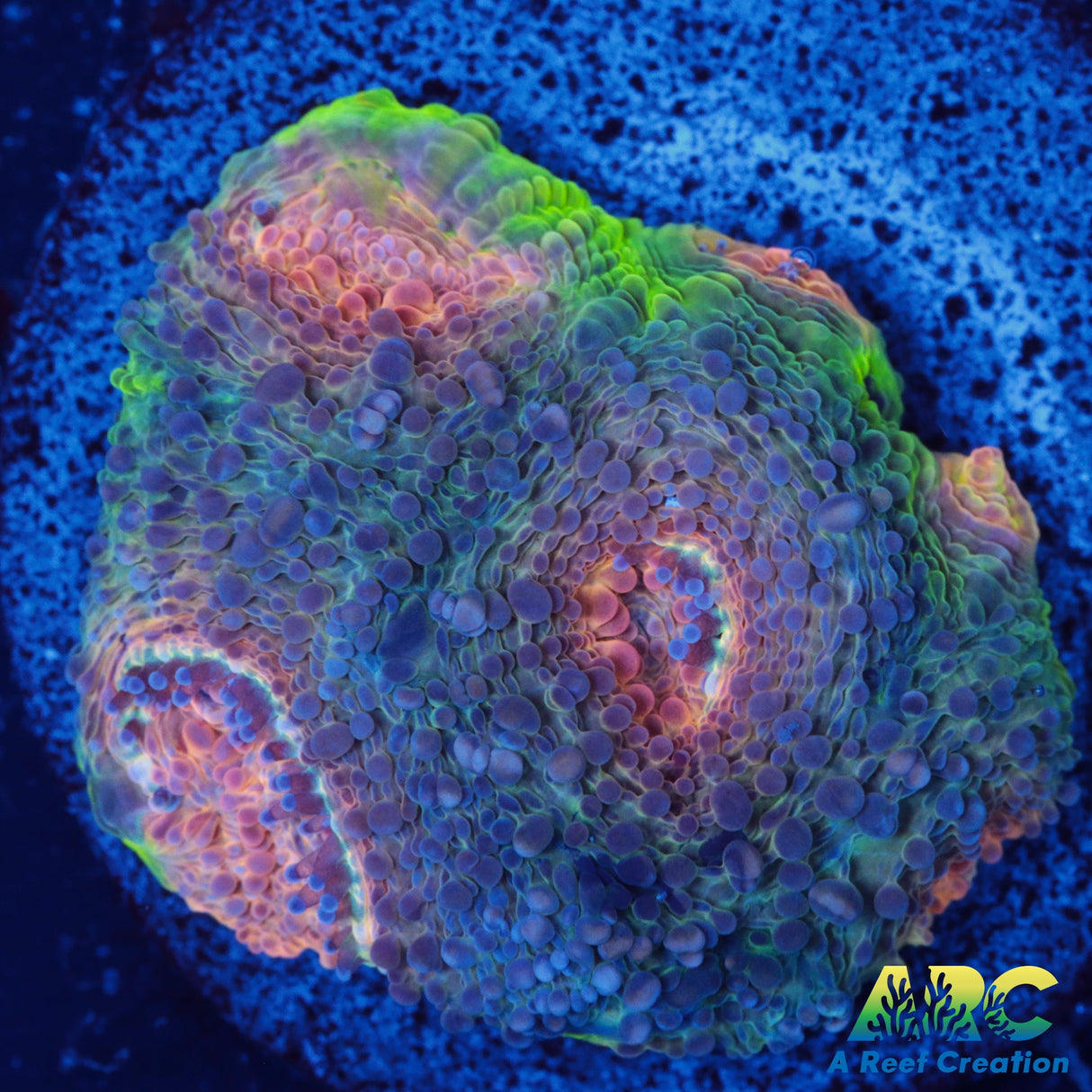 ARC Rainbow Acan Echinata