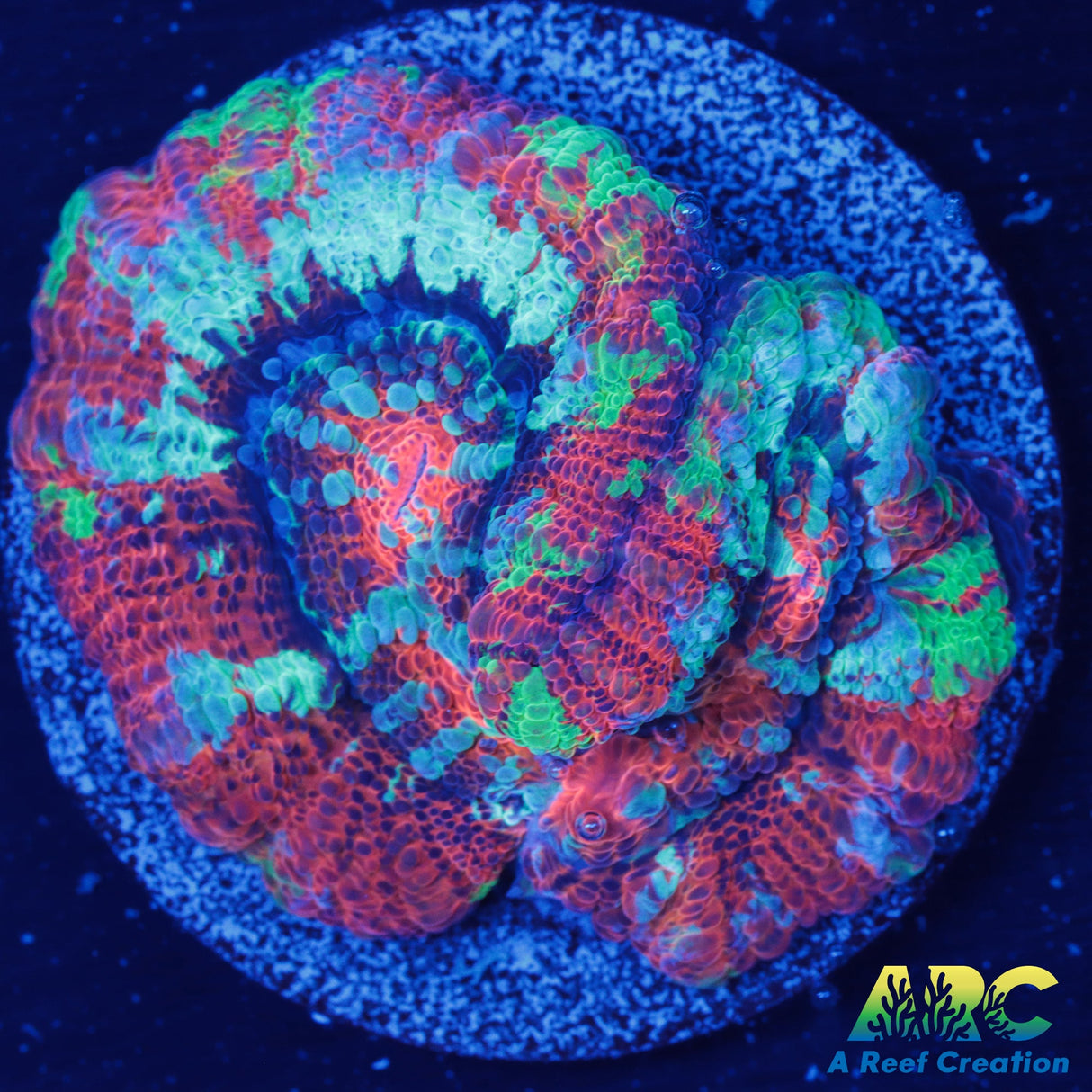 Rainbow Symphyllia Wilsoni