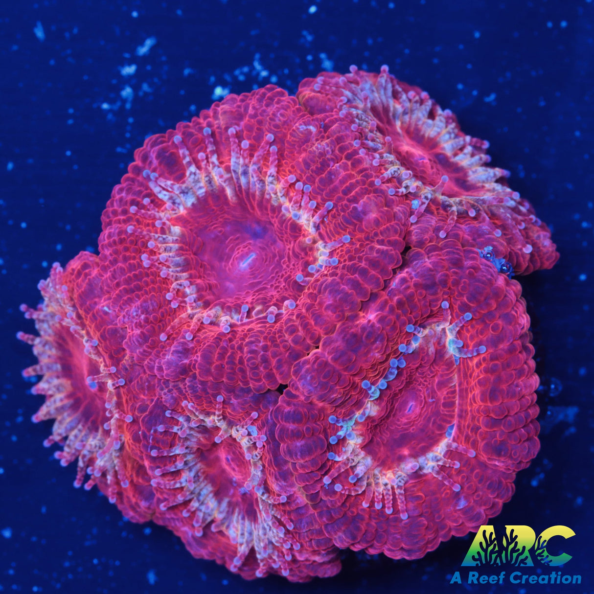 Big Red Acan