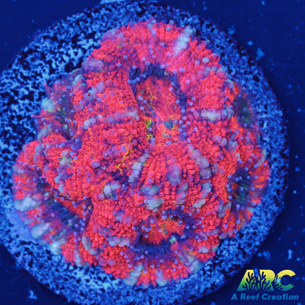 Red Rainbow Acan