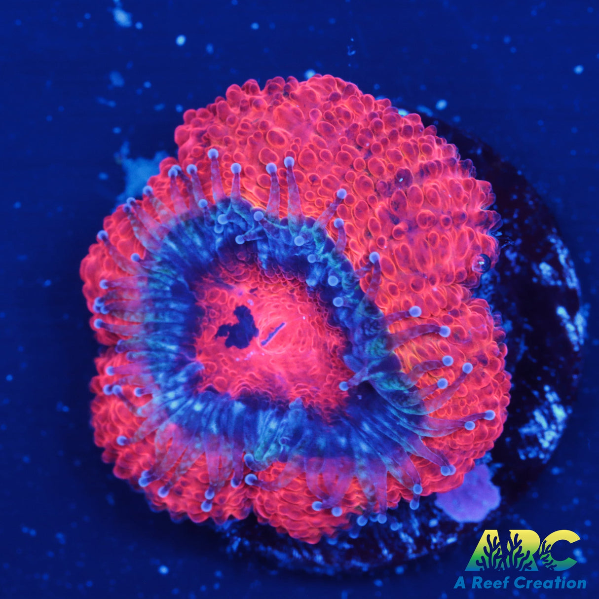 Red Acan