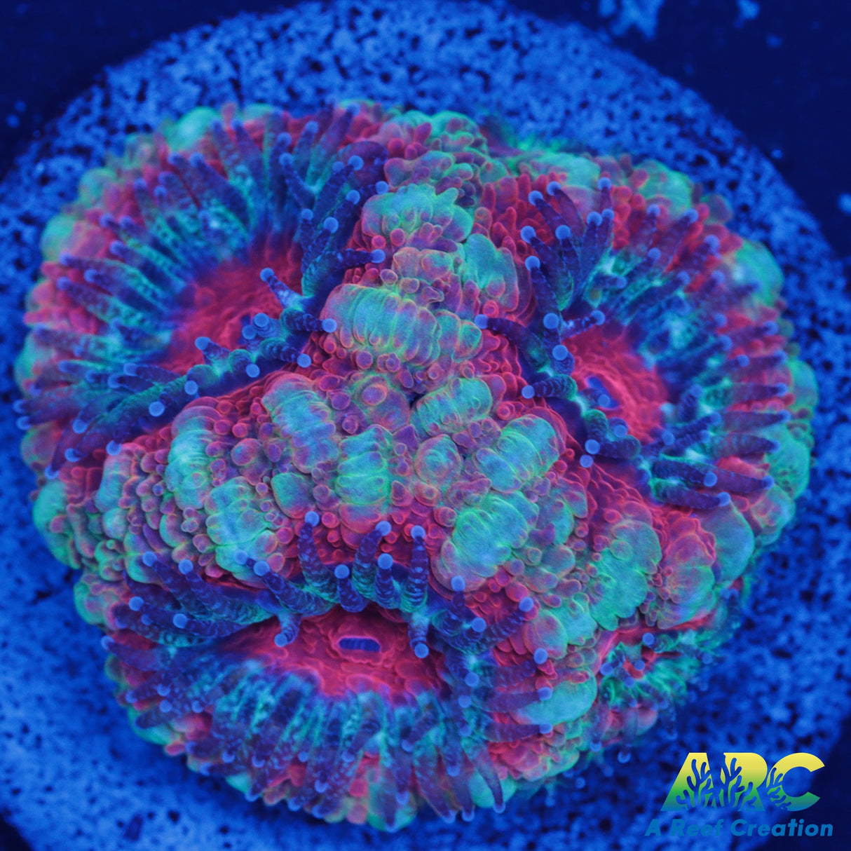 Red Rainbow Acan