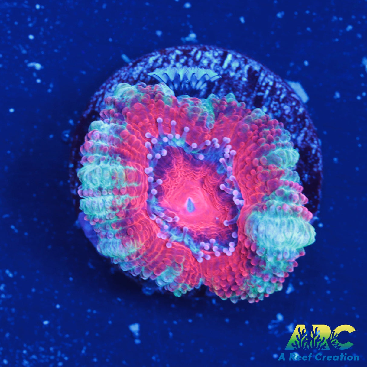 Teal and Red Acan