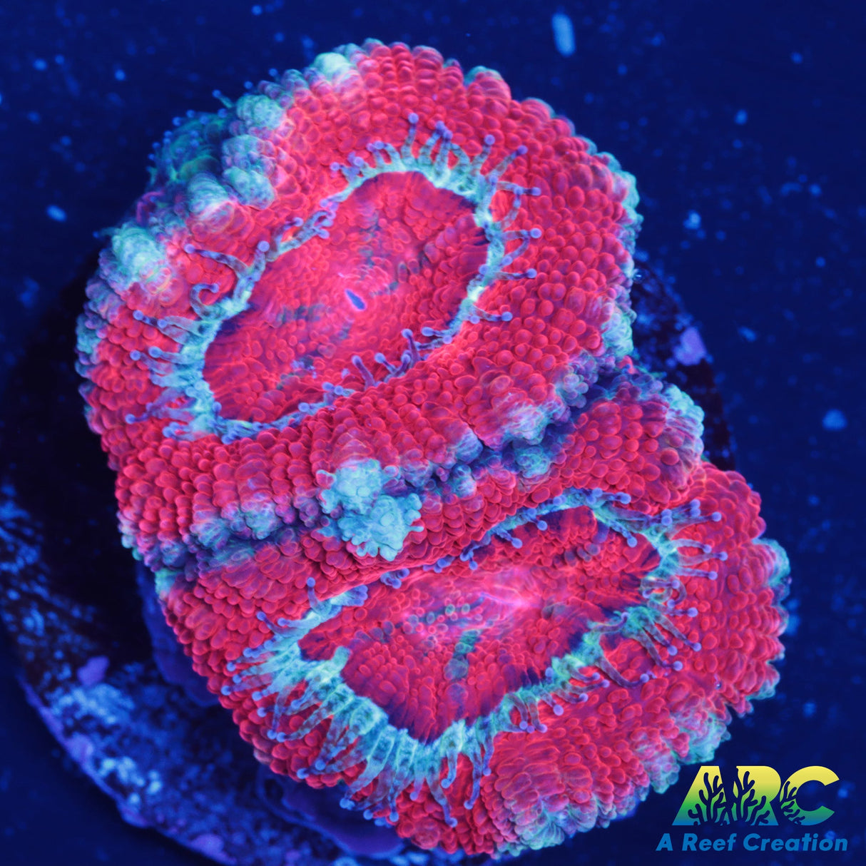 Teal and Red Acan