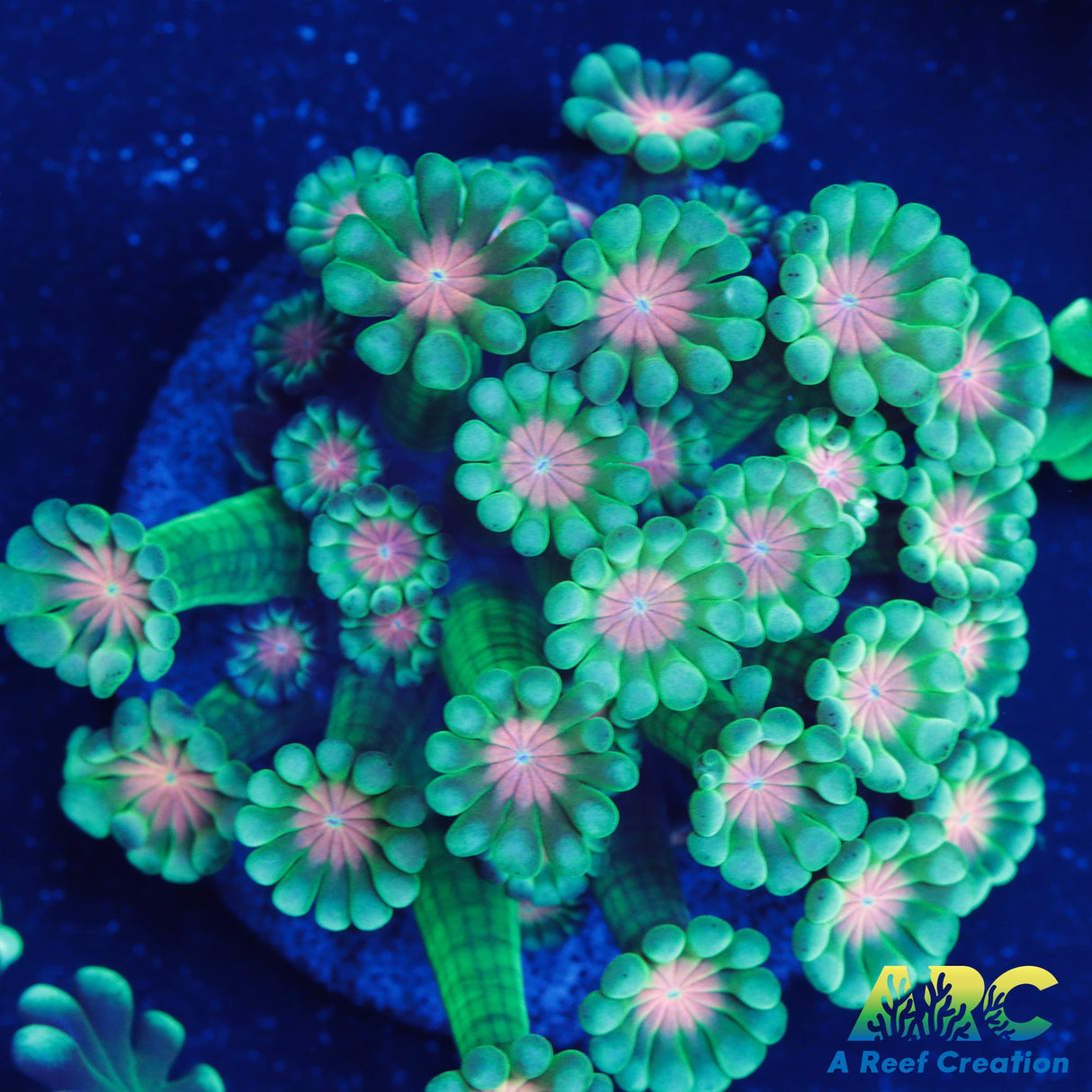 Peach Center Green Alveopora