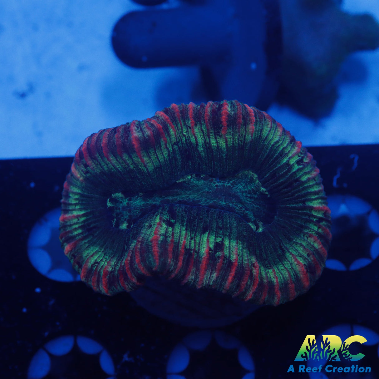 West Aus Trachyphyllia