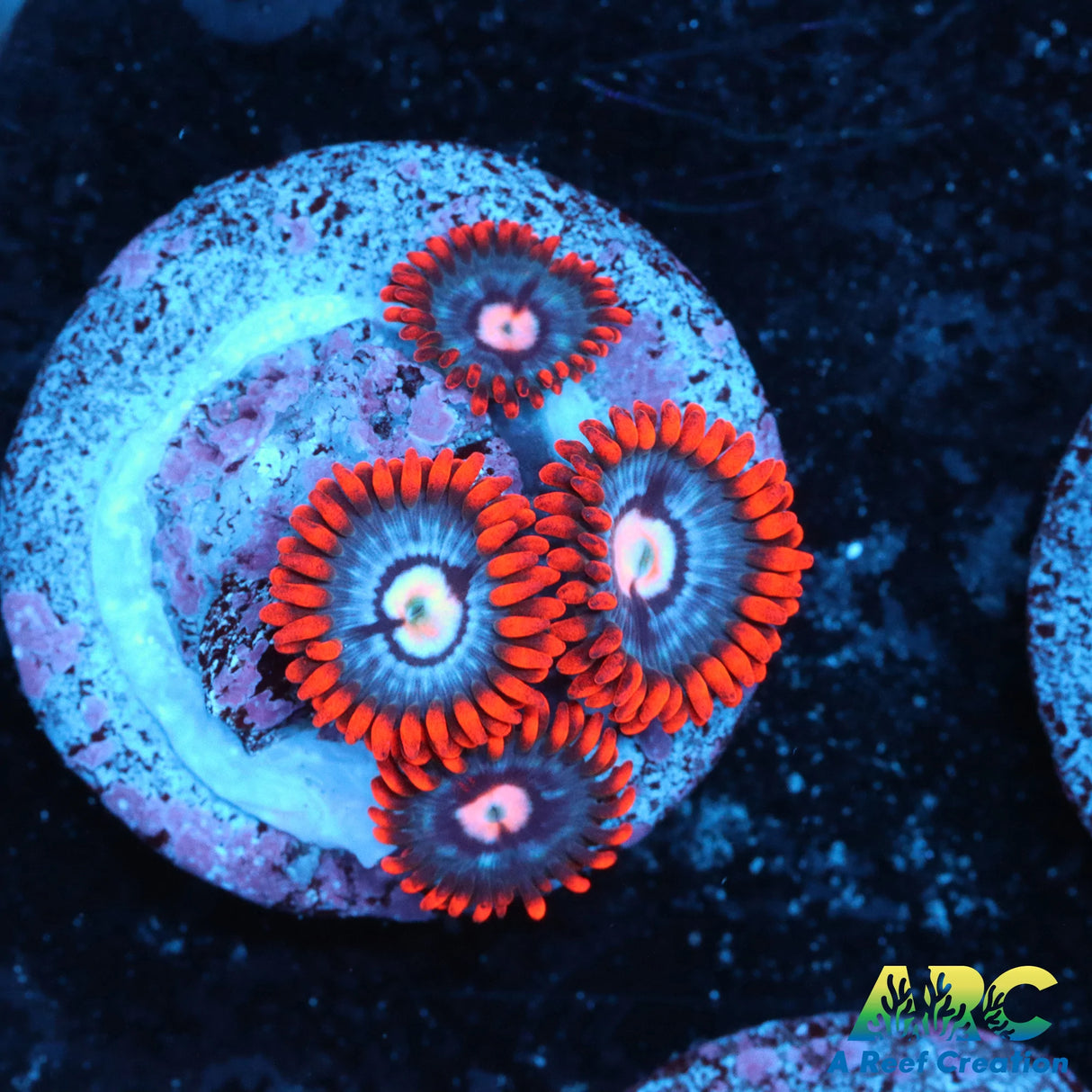 Fire & Ice Zoa