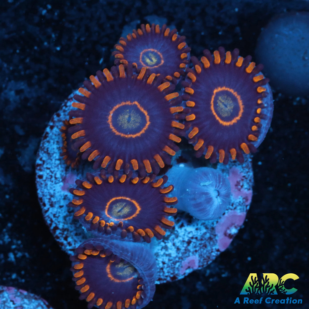 OG Blue Hornet Zoa