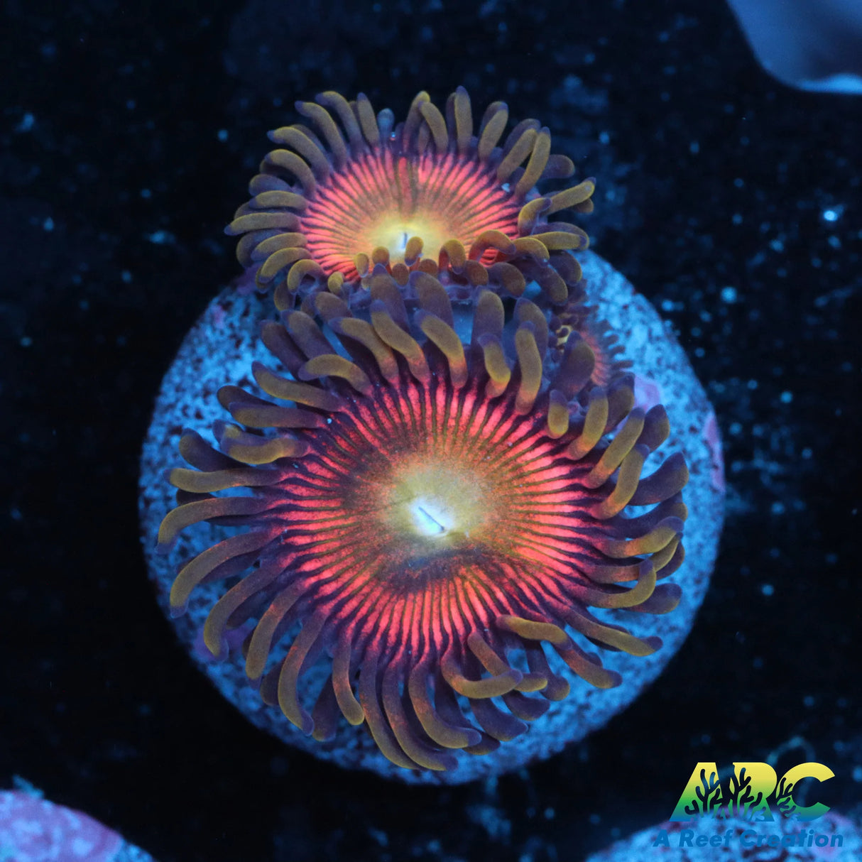 Randy's Rainbow Zoa