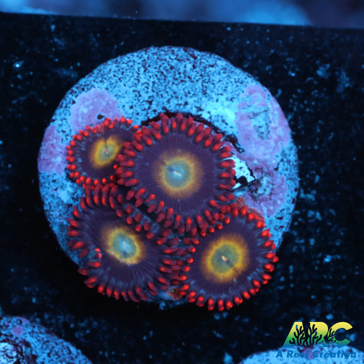 Circus Zoa – A Reef Creation