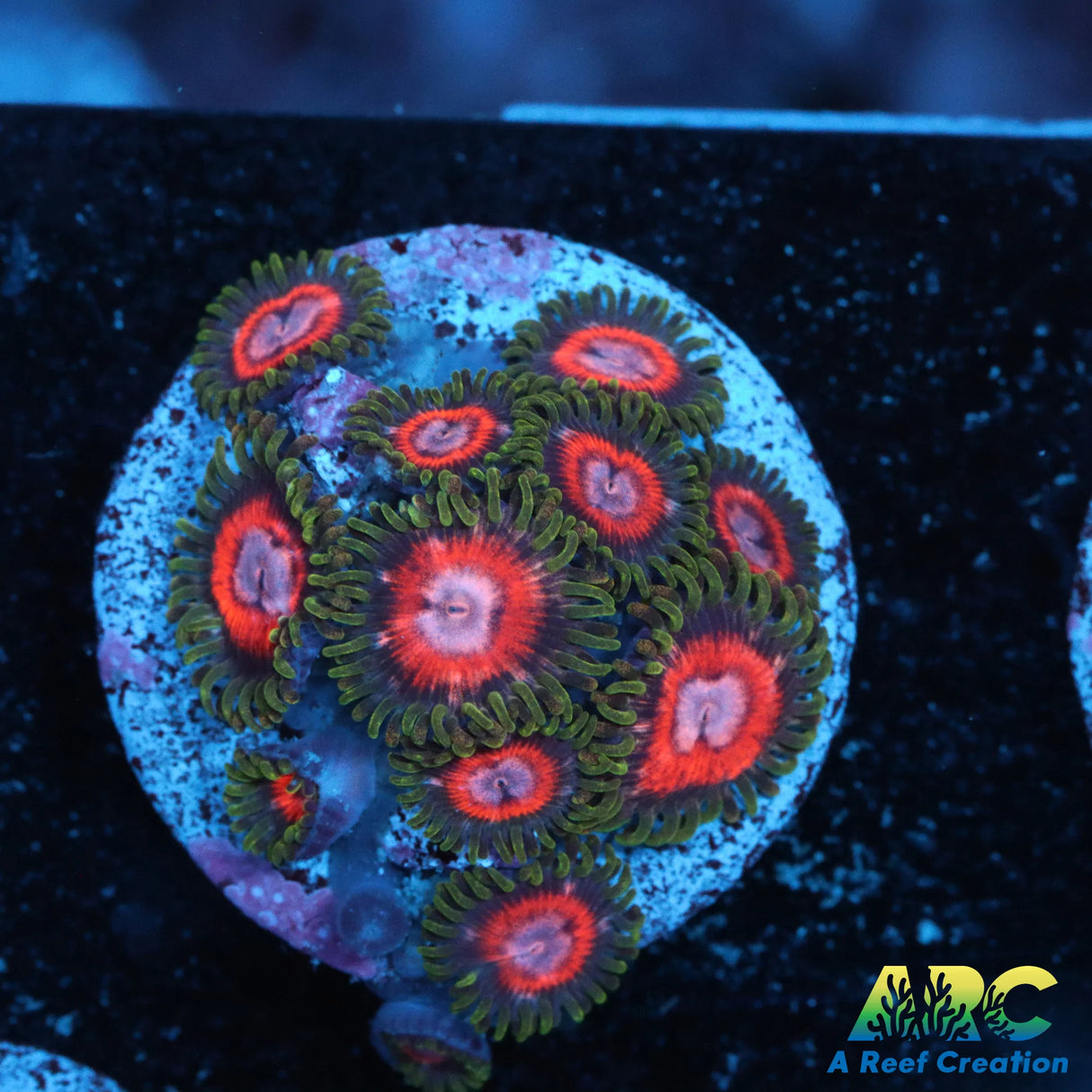 JF Fairy Tales Zoa