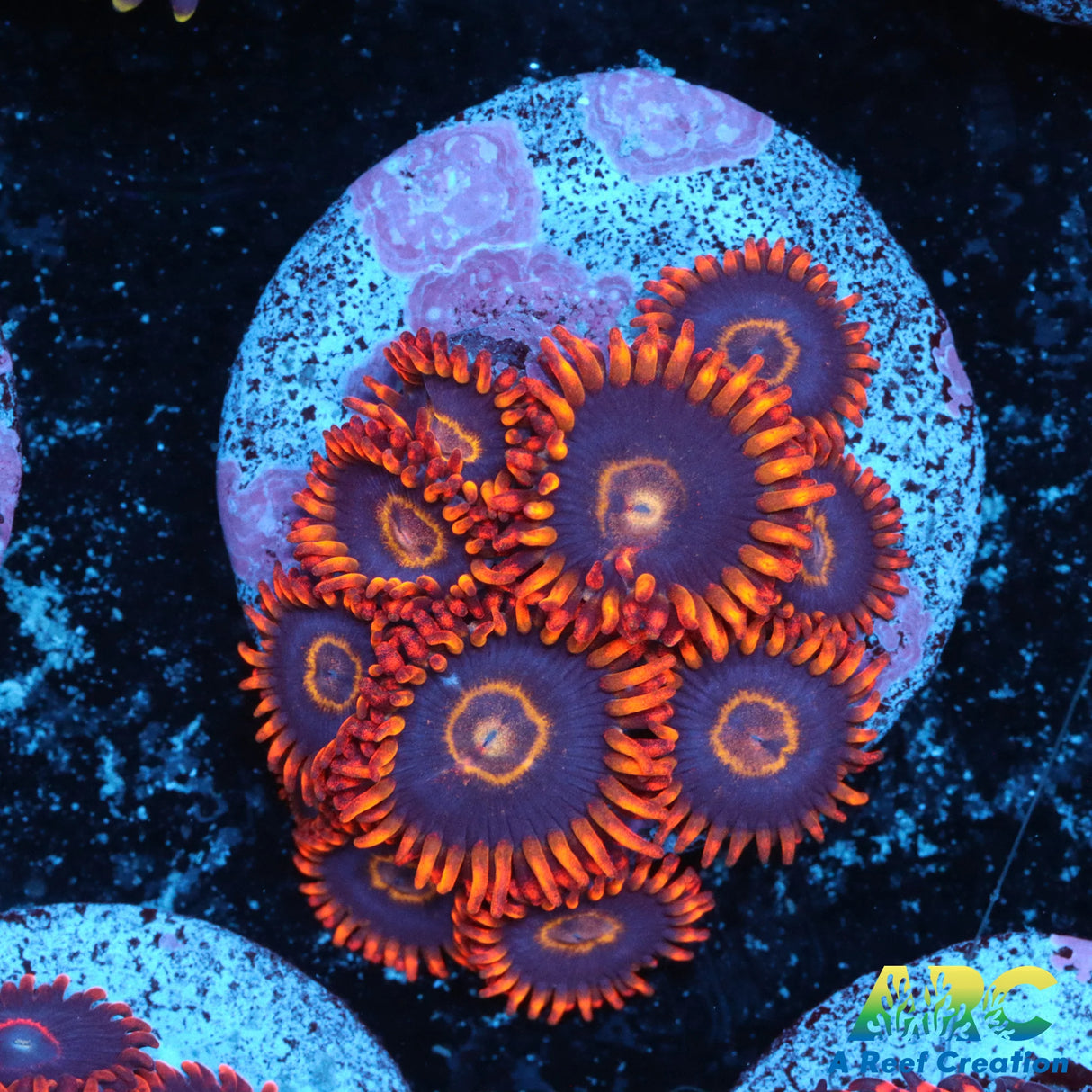 Rainbow Hornets Zoa