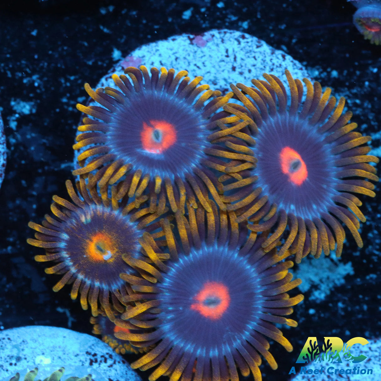 Blowpop Zoa