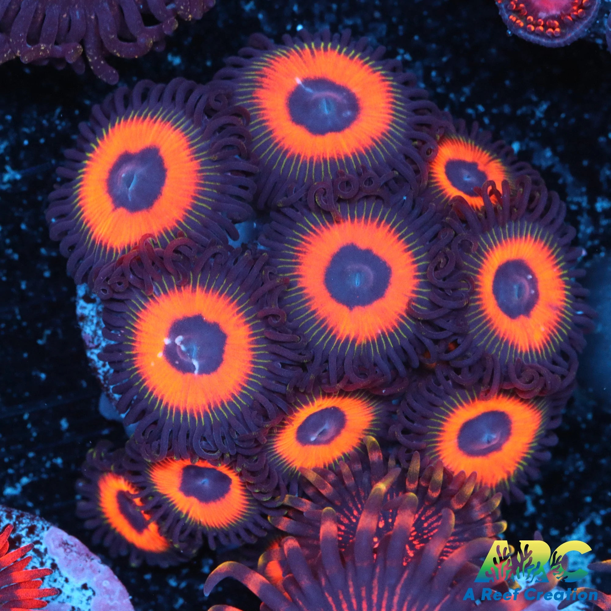 ZOA 　　　　　　　　　　　　　　　　　Z.O.A Zoa Energy Drink, Original Zero Sugar - 16 FZ - jewelosco