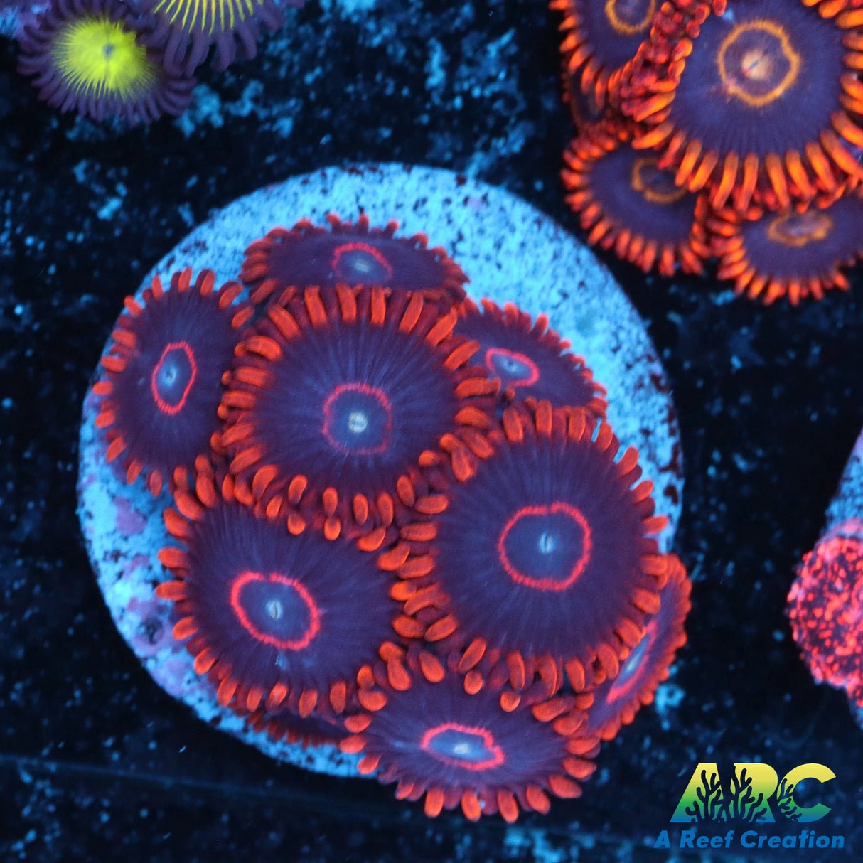 Red Hornets Zoa