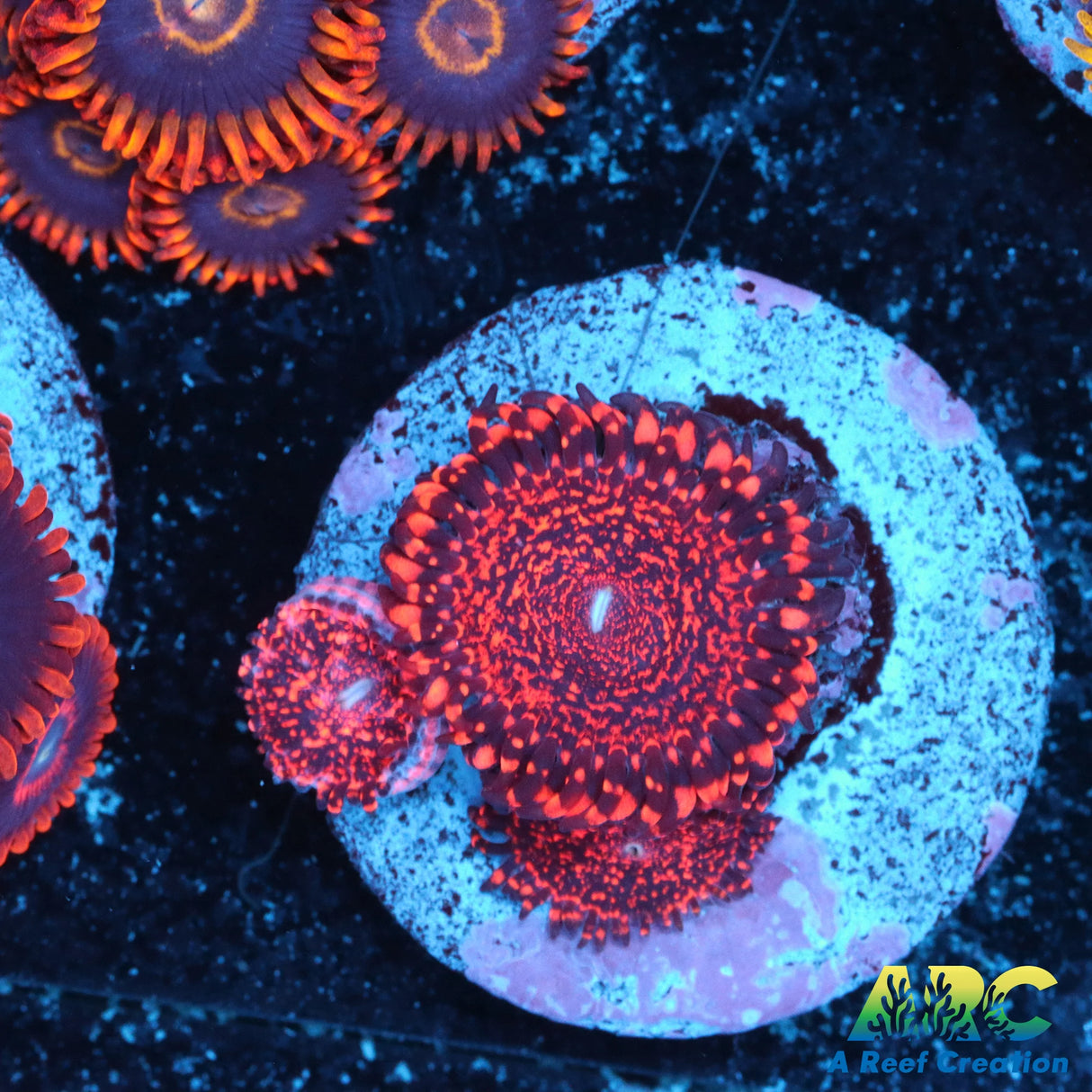 OG Nightmares Zoa