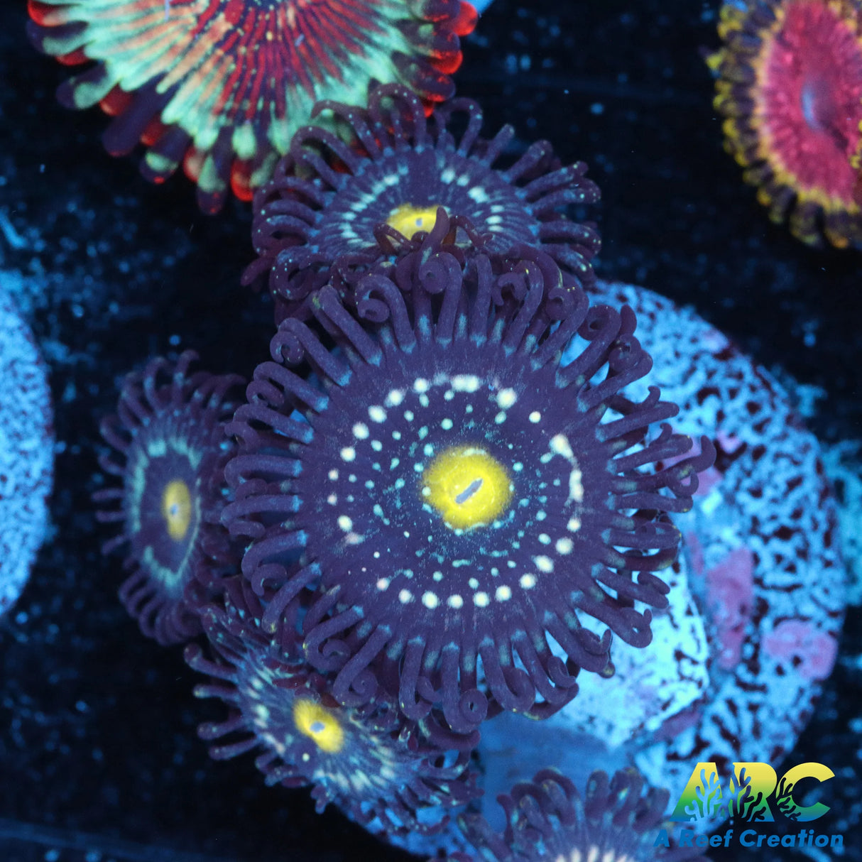 Blue Lagoon Zoa