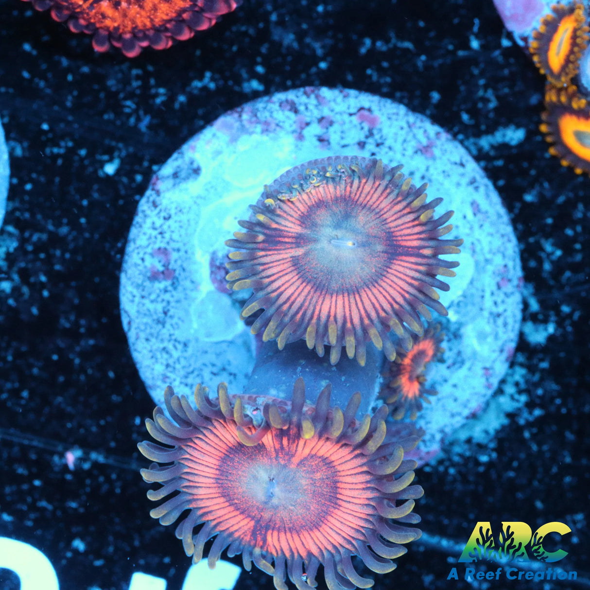 Pink Passion Zoa