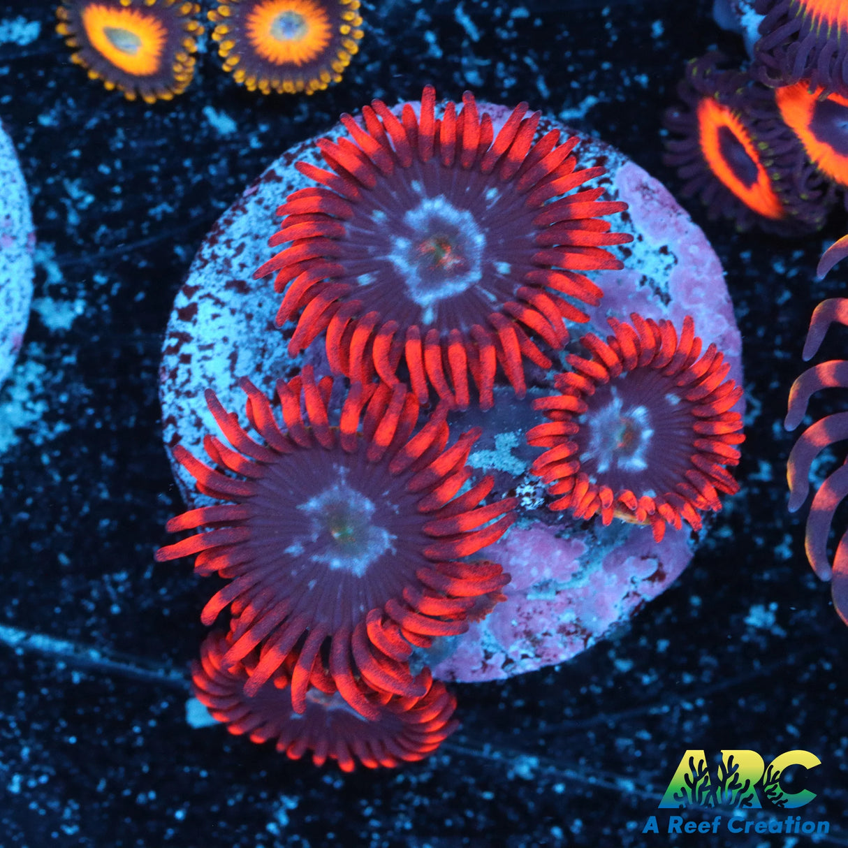 Speckled Fire & Ice Zoa