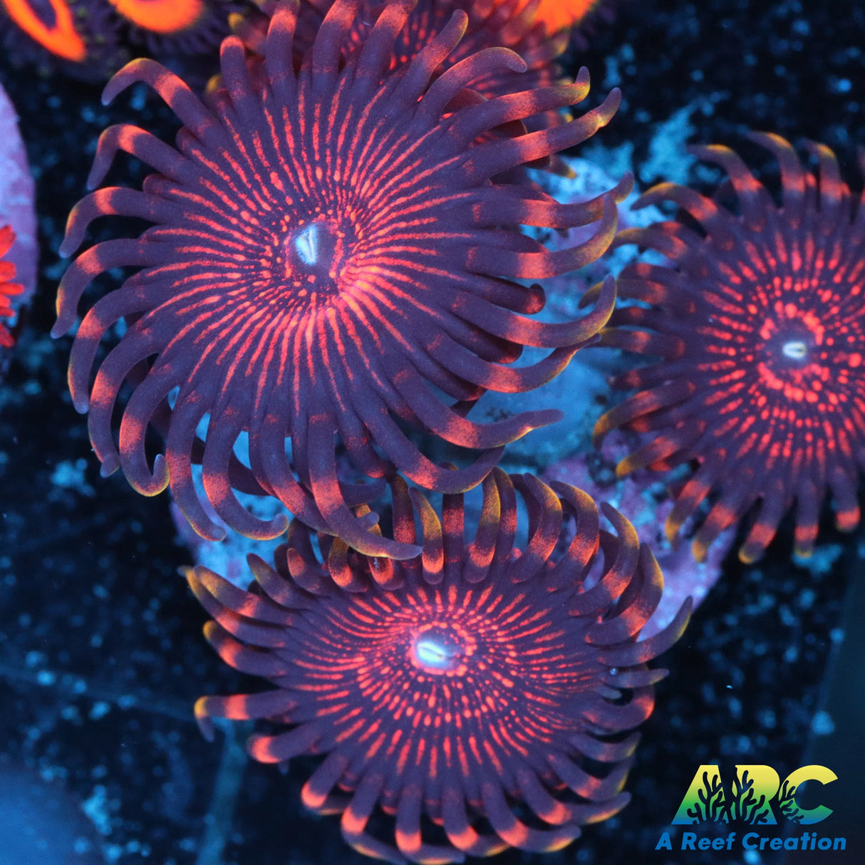 Nightcrawlers Zoa